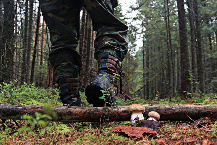  Cerca funghi nel bosco (iStock)