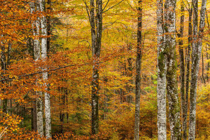 foliage in italia autunno