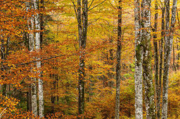 foliage in italia autunno