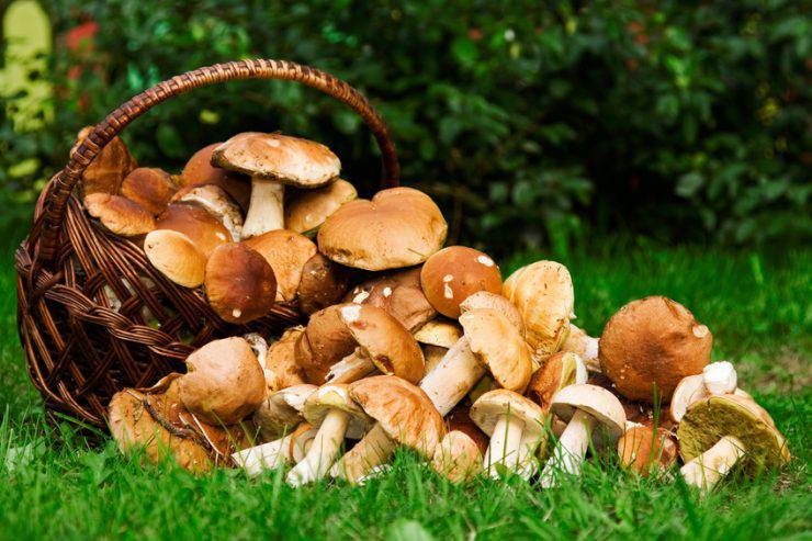 Funghi (Vladimir Sazonov, iStock)