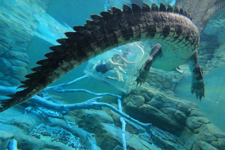 Gabbia della Morte (Crocosaurus Cove, Foto Facebook)