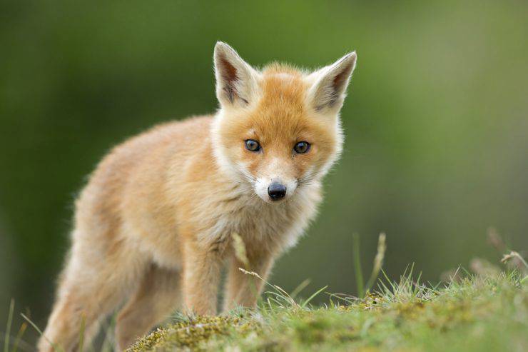 One little red fox cub looks into the camera.