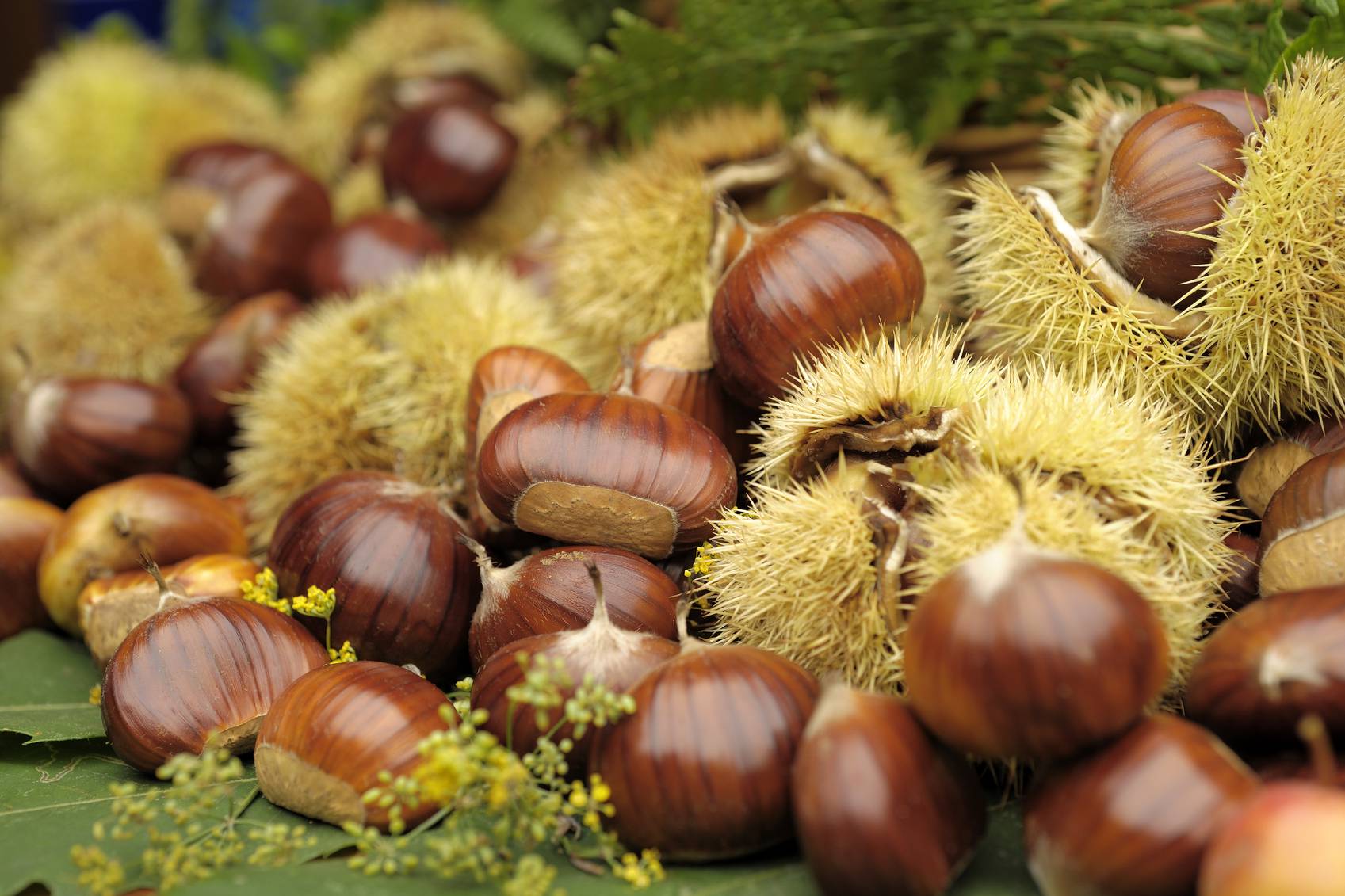 castagne