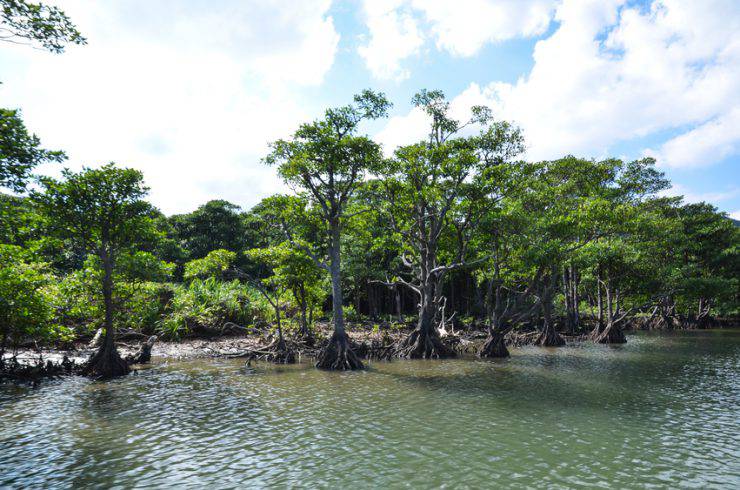 Mangrovie sul fiume Urauchi, Iriomote, Isole Yaeyama