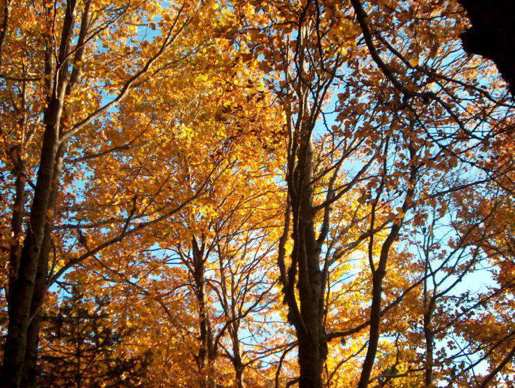 foliage in italia autunno