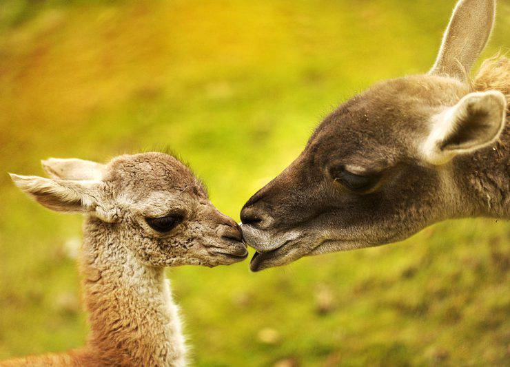 A baby Guanaco is nursed by her mother Hannah (R) in their enclosure at the zoo in Berlin, November 2, 2010. The South America native Lama female calf was born in the zoo on last October 17.   AFP PHOTO / ODD ANDERSEN (Photo credit should read ODD ANDERSEN/AFP/Getty Images)