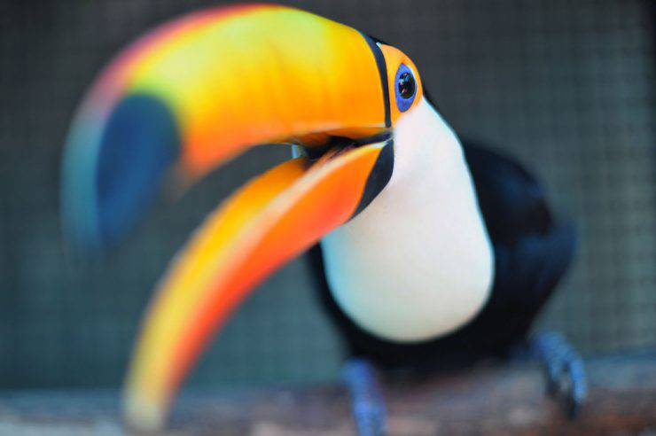 A Toucan rescued from wild animals traffickers, remains in a cage at a recovery center for wild animals (CETAS), 80 km north of Rio de Janeiro on April 17, 2012.   AFP PHOTO / Christophe Simon        (Photo credit should read CHRISTOPHE SIMON/AFP/Getty Images)