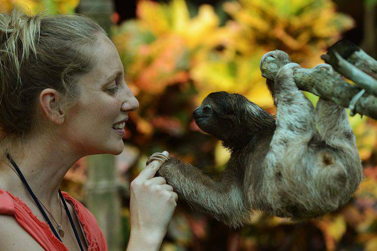 TO GO WITH AFP STORY by Isabel Sanchez- FILES A volunteer at the Sloth Sanctuary plays with a brown-throated sloth (Bradypus variegatus) at the sanctuary in Penshurt, some 220 km east of San Jose, Costa Rica, on August 30, 2012.  AFP PHOTO/Rodrigo ARANGUA        (Photo credit should read RODRIGO ARANGUA/AFP/GettyImages)