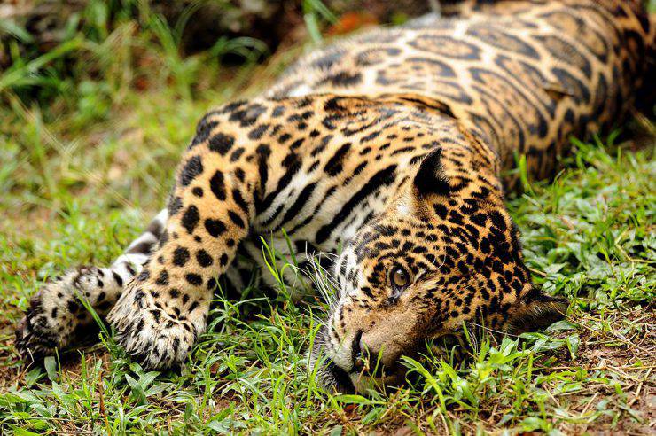 TO GO WITH AFP STORY by Yana Marull A captive jaguar rests in an enclosure at Petro Velho Farm, a refuge of the non-governmental organization NEX in Corumba de Goias, about 80 km from Brasilia, on January 11, 2013. Nex, an NGO aimed at preserving and defending the life of endangered Brazilian wild cats, has a sanctuary in the state of Goias which receives big cats from across the country which cannot return to nature.  AFP PHOTO/Evaristo SA        (Photo credit should read EVARISTO SA/AFP/Getty Images)
