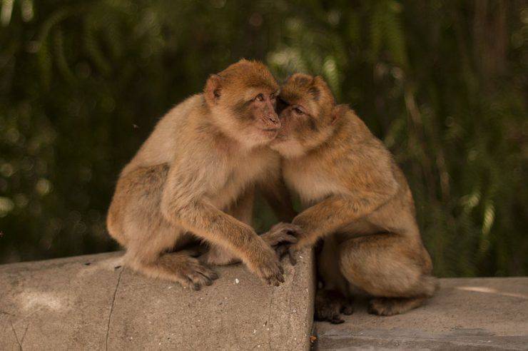 A picture taken on October 11, 2014 shows monkeys in Gibraltar. Britain's tiny outpost of Gibraltar said on October 9 it has rounded up its 30 most troublesome Barbary macaque monkeys and will send them to a safari park in Scotland. Gibraltar's macaques, Europe's only wild population of monkeys, are a popular tourist attraction but their numbers have risen to around 200 and some have started roaming into town, looting bins, foraging for food and scaring locals.  AFP PHOTO / JORGE GUERRERO        (Photo credit should read Jorge Guerrero/AFP/Getty Images)