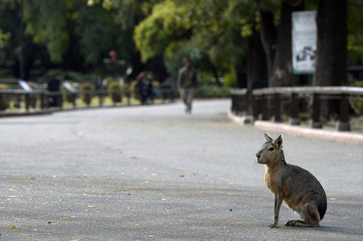 A Patagonian mara (Dolichotis patagonum) is seen at Buenos Aires Zoo on June 24, 2016.  The zoo will temporary close to become an ecological park. / AFP / JUAN MABROMATA        (Photo credit should read JUAN MABROMATA/AFP/Getty Images)