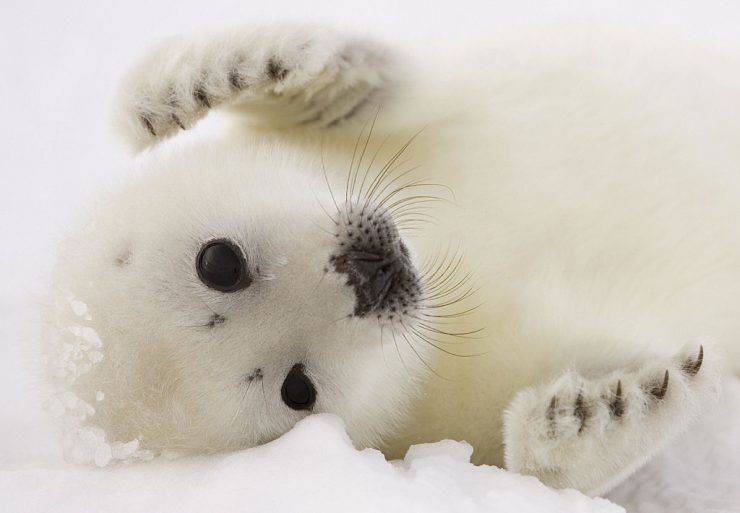 (FILES) Photo dated March 3, 2008 shows a pup harp seal resting on the ice floes off the coast of the Magdalen Islands, Quebec, a few weeks before the annual seal hunt. Canada on March 10 set a limit for its annual seal harvest this year of 275,000 harp seals, and announced new rules to make the slaughter less cruel as well as curb international protests over the hunt. The quota includes allocations of 2,000 seals for personal use and almost 5,000 seals for aboriginal hunters, as well as 16,000 seals carried over from last year for commercial fleets that did not capture their 2007 quota, fisheries officials said.              AFP PHOTO/FILES/David BOILY (Photo credit should read DAVID BOILY/AFP/Getty Images)