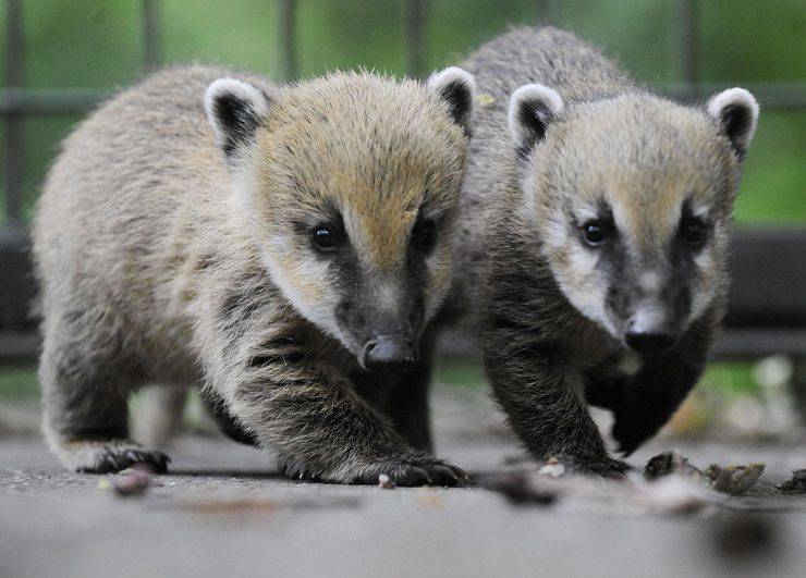 Two baby coatis play in their enclosure at the zoo in the northern German city of Hanover on June 3, 2009. The young coatis, also known as the hog-nosed coons were born on April 20 in the zoo. AFP PHOTO DDP /  NIGEL TREBLIN GERMANY OUT (Photo credit should read NIGEL TREBLIN/AFP/Getty Images)