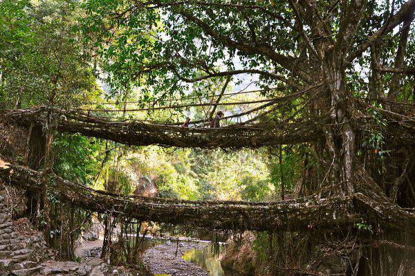 Meghalaya, ponti di radici viventi, India (Fabian Lambeck, CC BY-SA 4.0, Wikicommons)