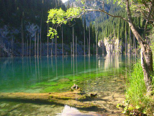 foresta nel lago