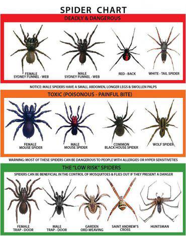 ragni più spaventosi che potete incontrare in Australia