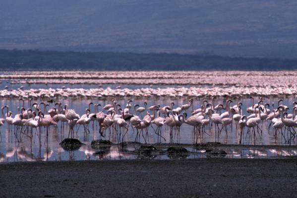 guida viaggio kenya vedere