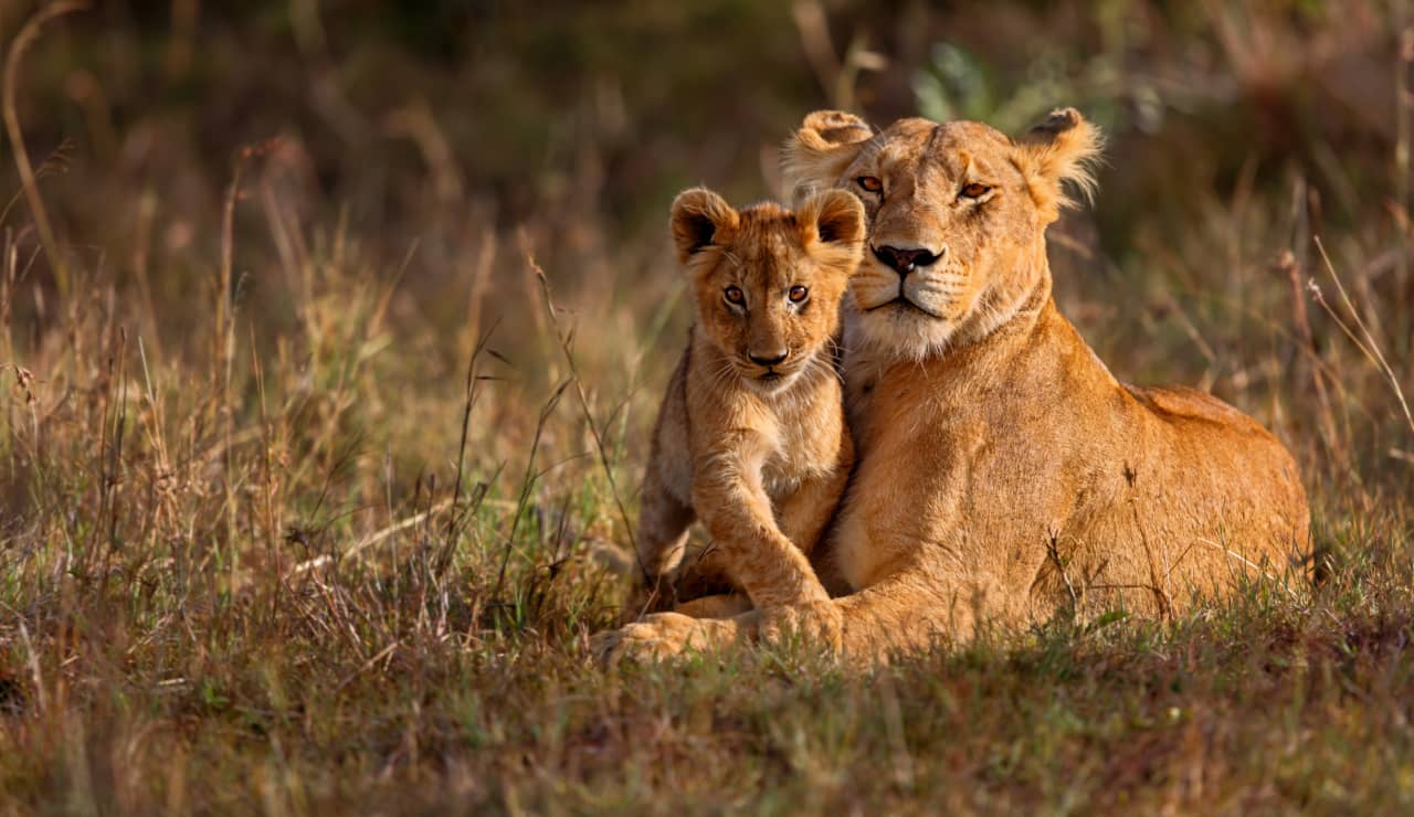 guida viaggio kenya vedere