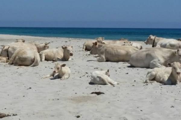 mucche vanno in spiaggia fonte facebook/Annamaria Profili