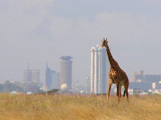 guida viaggio kenya vedere