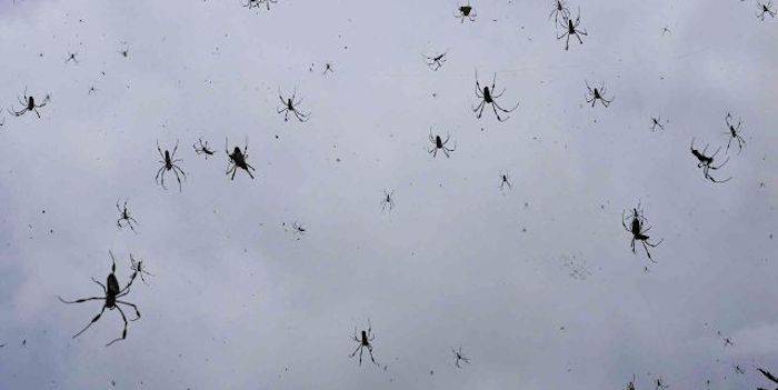 In questo paese piovono ragni fonte Goulburnnews