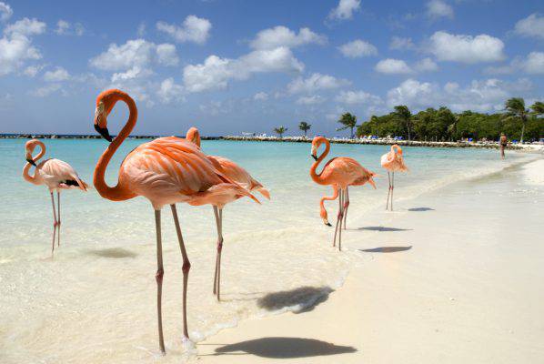 spiaggia dei fenicotteri rosa