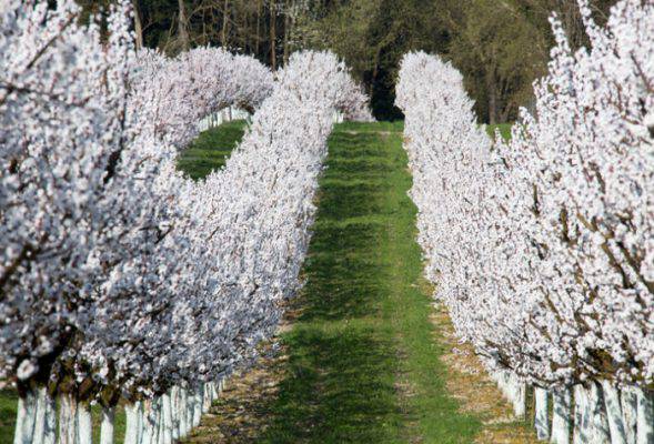 fioriture di primavera