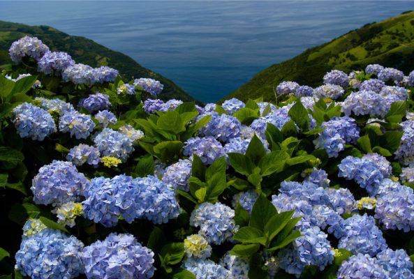 Fioriture Di Primavera Da Vedere In Europa Le Più Belle