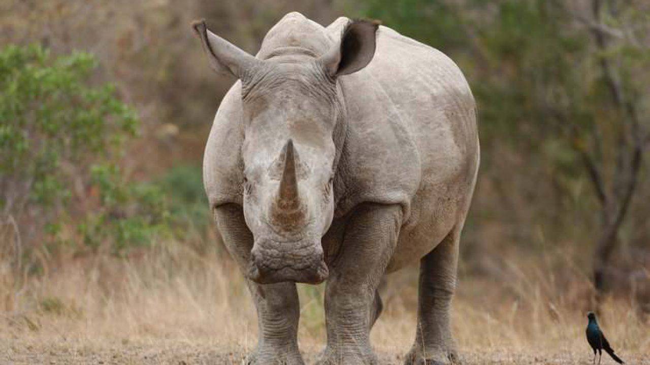 Morto Ultimo Rinoceronte Bianco L Hanno Soppresso Video
