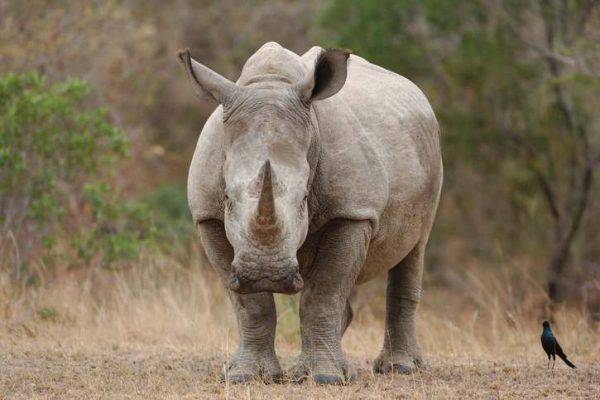 Rinoceronte bianco morto
