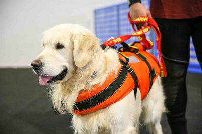 quattrozampeinfiera-roma-2018-eventi (2)