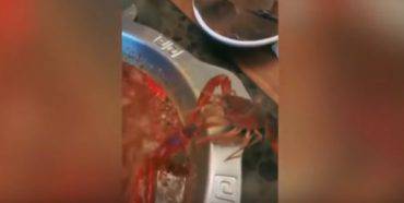 video-gambero-taglia-chela-pentola-bollente-cina