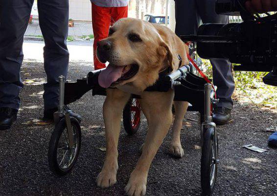 Vibo: è morto Dylan, il cane col carrellino che aveva commosso l'Italia