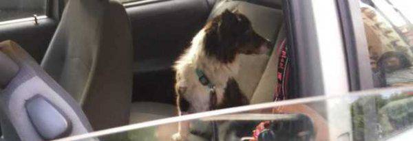 La Spezia, abbandona il cane in auto sotto al sole bollente: una morte atroce