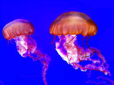 meduse-giganti-allerta-mare-mediterraneo