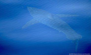 squalo-bianco-mediterraneo-avvistamento