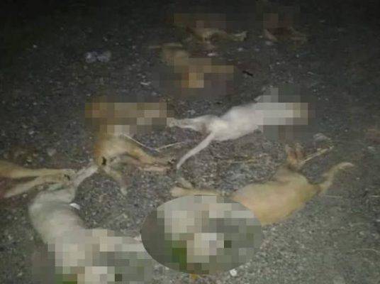 Messina, avvelenati dieci cuccioli di cane con bocconi alla stricnina: una strage