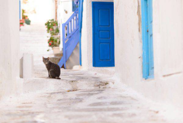 cercasi amante dei gatti