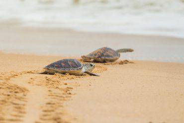 tartarughe-caretta-caretta-trapani-nascita