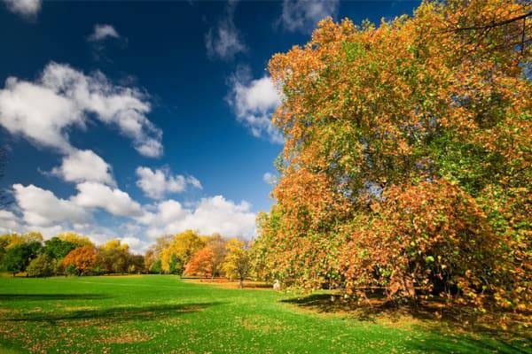 foliage in città