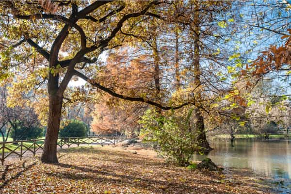 foliage in città