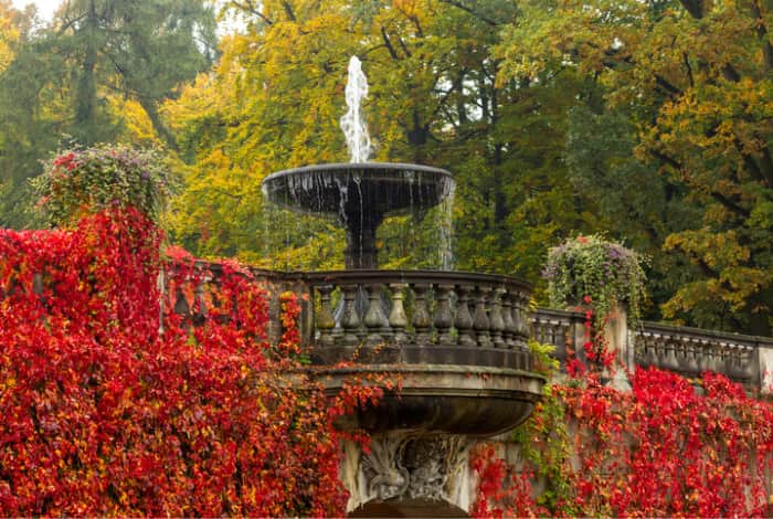 foliage in città