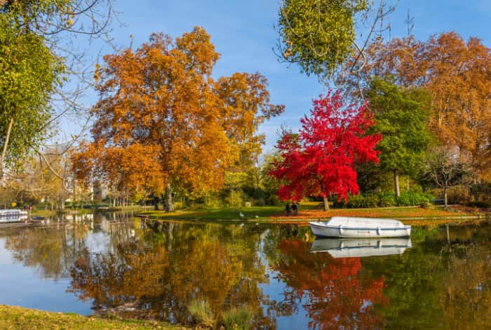 foliage in città