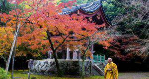 Momijigari giappone foliage autunno