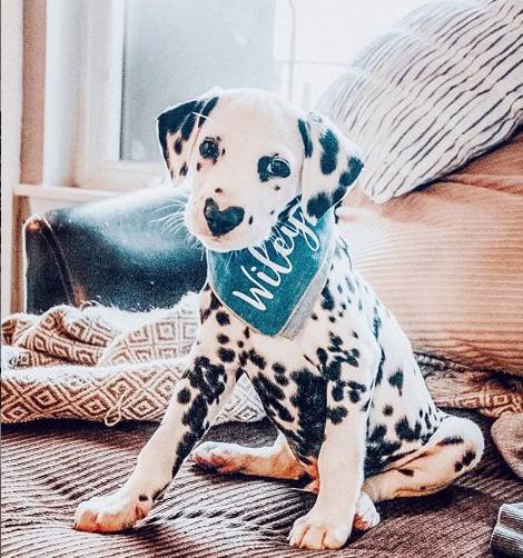 wiley-cucciolo-dalmata-instagram