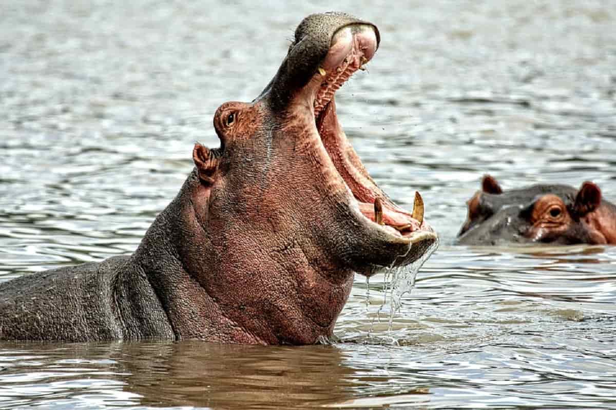Risultati immagini per ucciso da ippopotamo