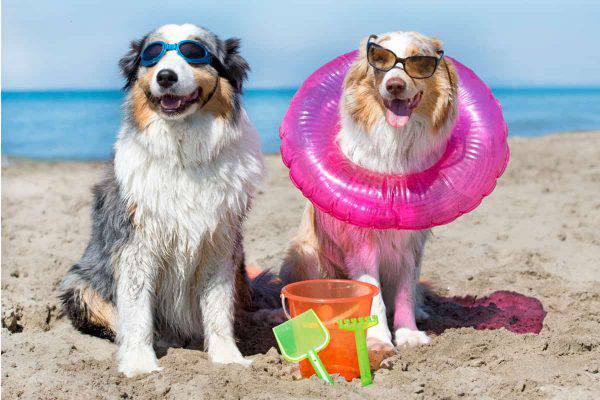 spiagge per cani italia