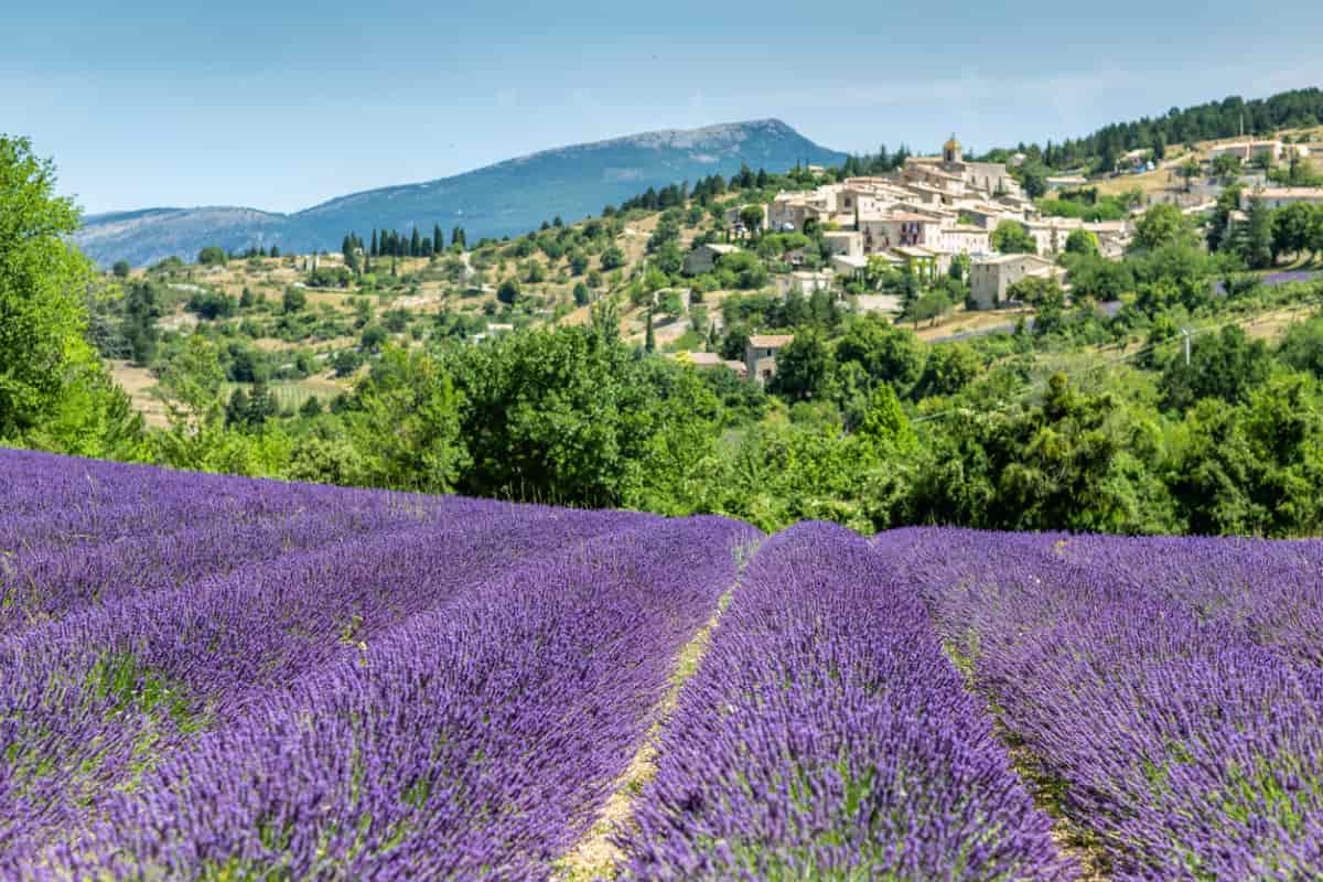 fioritura della lavanda