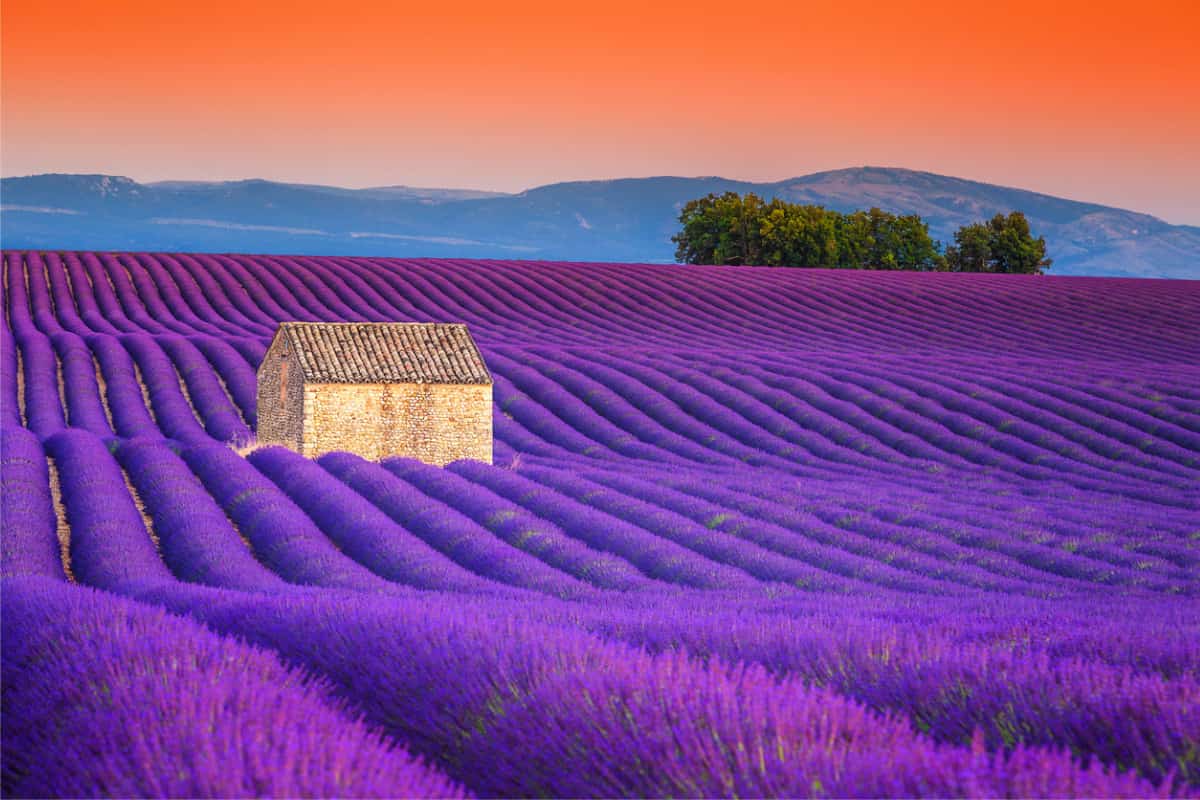 fioritura della lavanda