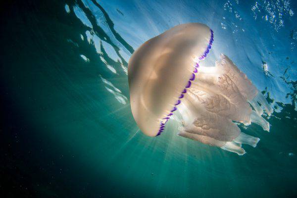 puntura medusa cosa fare
